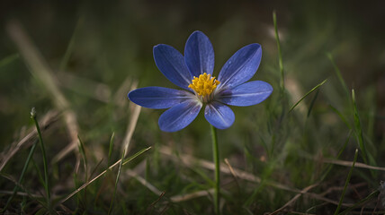 Fototapeta premium Blue wildflower
