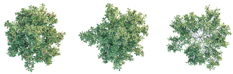 Obraz premium Arctostaphylos uva-ursi Tree Plan Top View Cutout Transparent Background isolate