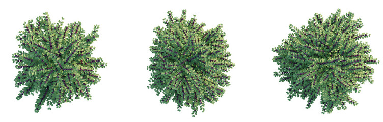 Callicarpa americana Tree Plan Top View Cutout Transparent Background