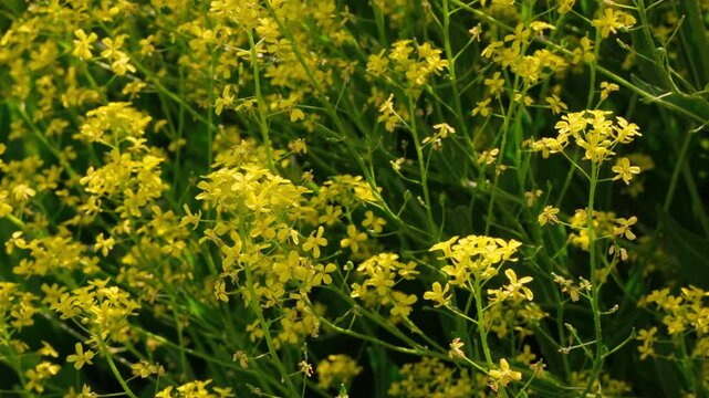 Small yellow flowers of Isatis tinctoria are photographed close-up, swaying in the light breeze