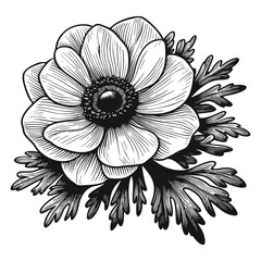 Detailed Black and White Anemones Illustration