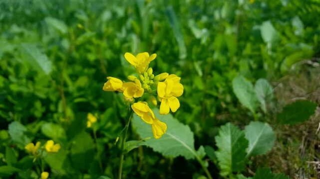 Yellow flowers in green field