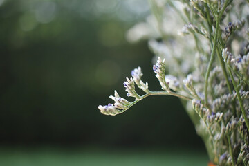Delicate statice flowers with soft purple tips, captured in natural light and a blurred green background. A peaceful, dreamy composition perfect for botanical, wellness, and minimalist themes.