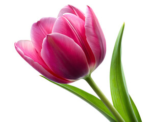 Naklejka premium pink tulips isolated on white
