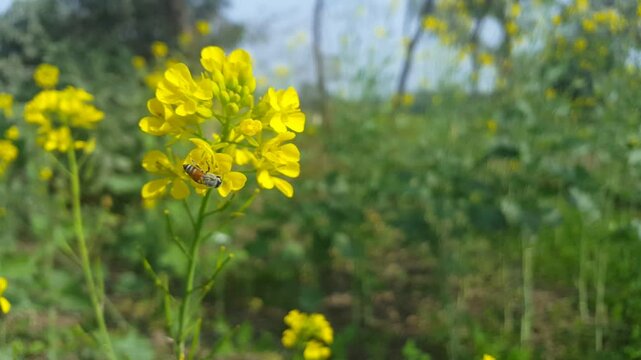 Yellow wildflowers in a field