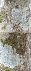 Tree Bark with White Fungi and Moss Texture Close-Up. Close-up of tree bark with patches of white...