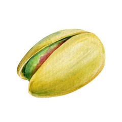 Nut n shell. Watercolor Realistic pistachio nut, hand drawn botanical illustration on white background snack art