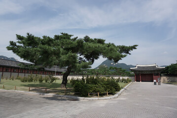Traditional Korean palace gate with a scenic pine tree and mountain backdrop under a blue sky. Serene historic setting perfect for travel, culture, architecture, and heritage-themed creative projects.