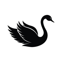 harp-winged-swan-gliding--on-white