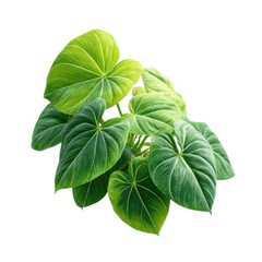 Philodendron plant with green leaves isolated on transparent background