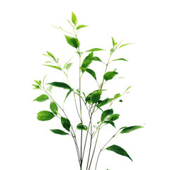 Green leaves and stems plant isolated on transparent background