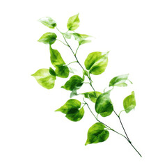 Watercolor branch with green leaves isolated on transparent background