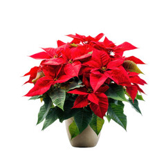 Poinsettia in pot, festive plant isolated on transparent background