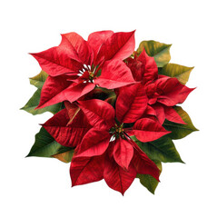 Red poinsettia plant arrangement isolated on transparent background