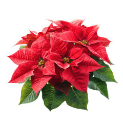 Poinsettia plant with red leaves isolated on transparent background
