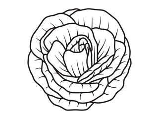 Hand Drawn Flower Line Art