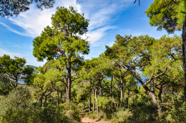 mountain trail in pine forest on Buyukada island (Adalar, Turkiye)