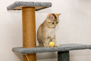 Scottish Straight kitten sits next to a scratching post with his toy