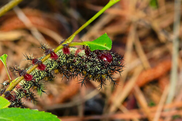 The catterpilar buck moth (Hemileuca maia)
