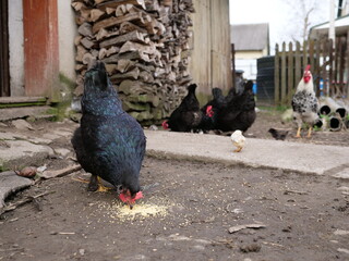 Adult chickens and chicks in agricultural conditions.