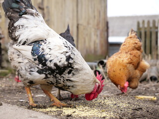 Adult chickens and chicks in agricultural conditions.
