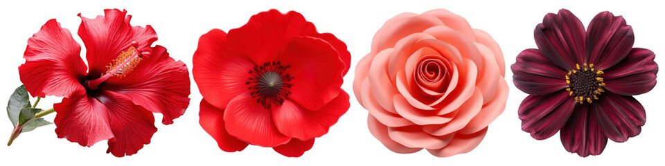 PNG Vibrant colorful floral collection, element set on transparent background