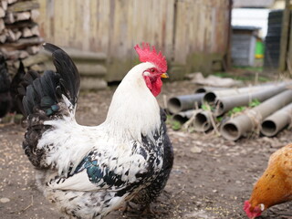 Adult chickens and chicks in agricultural conditions.