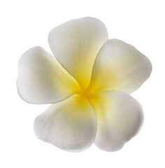 Frangipani flower head