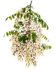 Black locust Branch with   flowers