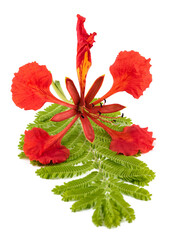 Flamboyant flower and leaf