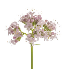 Valeriana officinalis flowers