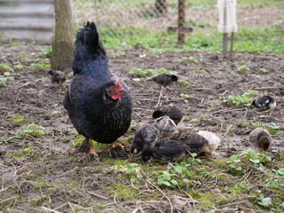Adult chickens and chicks in agricultural conditions.