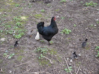 Adult chickens and chicks in agricultural conditions.