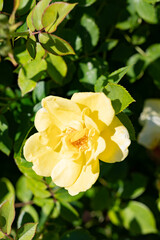 photos of the rose garden in grafton il near gordon moore park