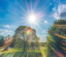 Naklejka premium Bright sunny day with rays in a lush green park