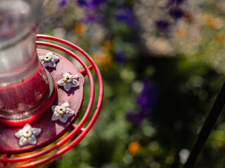 Ants on the fake flowers of a hummingbird feeder 
