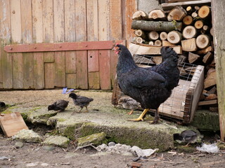 Adult chickens and chicks in agricultural conditions.