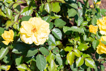 photos of the rose garden in grafton il near gordon moore park