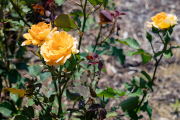 photos of the rose garden in grafton il near gordon moore park
