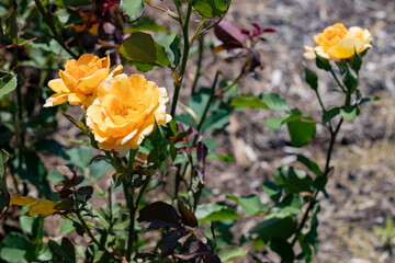photos of the rose garden in grafton il near gordon moore park
