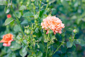 photos of the rose garden in grafton il near gordon moore park