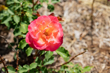 rose garden out by alton/grafton at gordon moore park