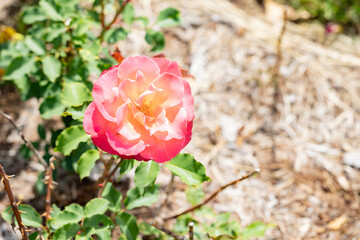rose garden out by alton/grafton at gordon moore park