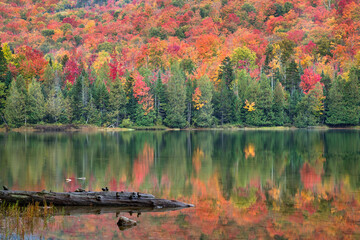 Heart Lake Log Fall Reflections