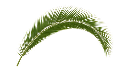 Obraz premium Single Coconut Palm Frond in Curved Shape on White Background.