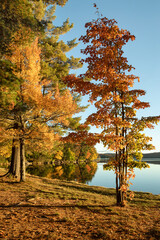 Lake Eaton Fall Color Vertical
