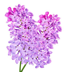Branch of lilac flowers  on  isolated  background with clipping path. For design. In high resolution. Studio photo. Transparent background.	