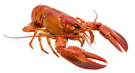 Isolated Lobster