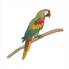 parrot Vector 