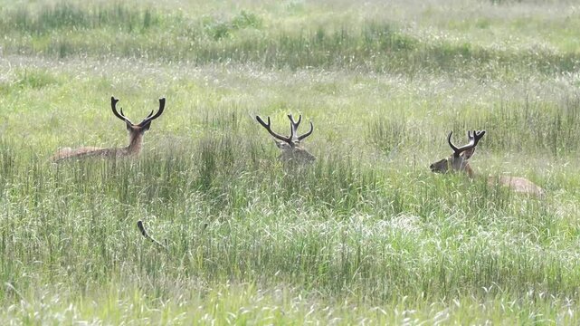 新緑の草を食むシカたち